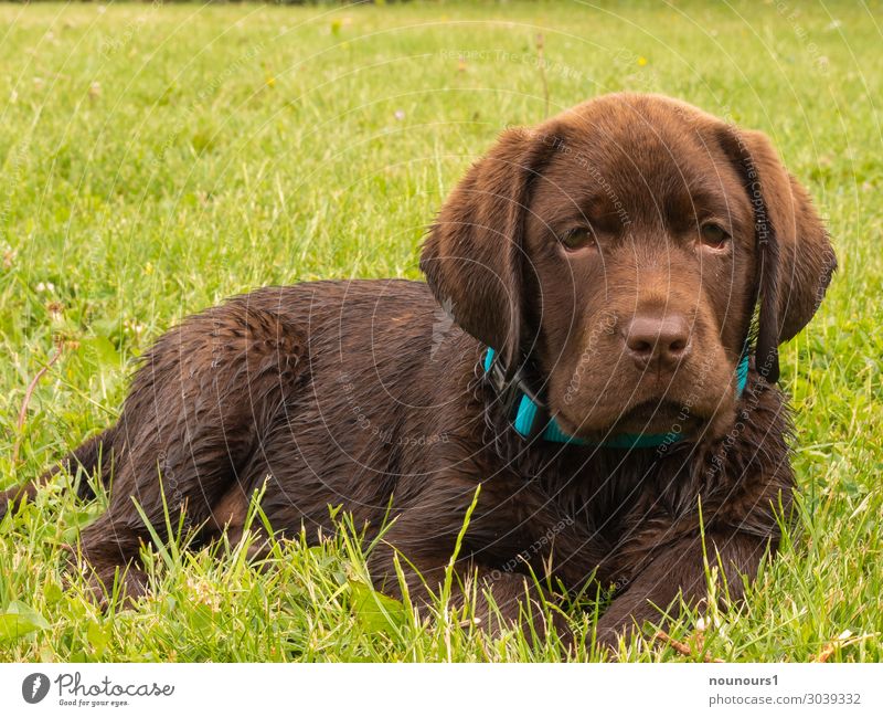 Labrador Animal Pet Dog 1 Baby animal Lie Happiness Brown Green Turquoise Contentment Love of animals Curiosity Colour photo Exterior shot Day Sunlight