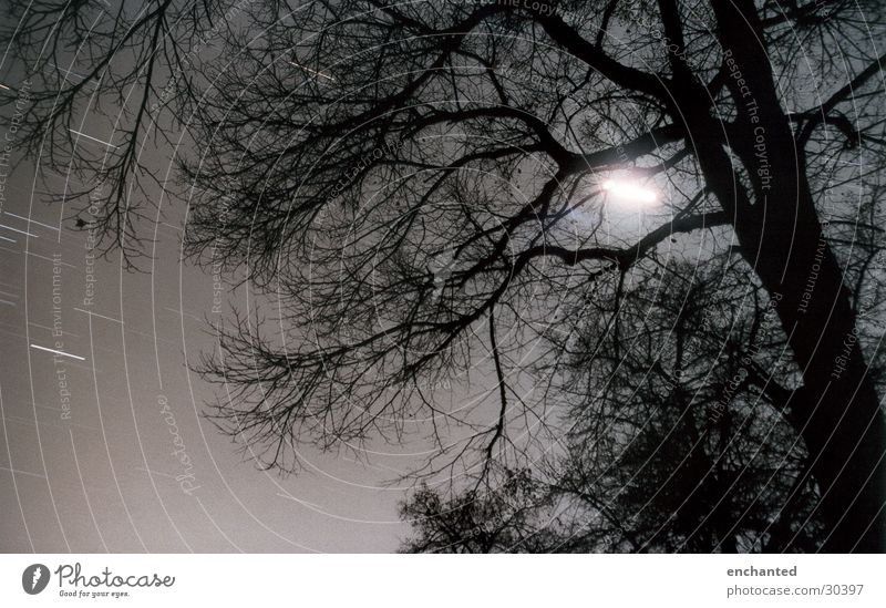 The Voice and the Snake Tree Night sky Stars Long exposure Forest Branch Moon