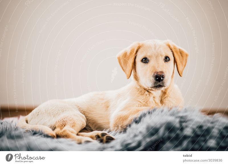 Dog puppy / Labrador Retriever Pt.2 Animal Animal face Pelt 1 Observe Lie Carpet Cozy Colour photo Interior shot Deserted Looking