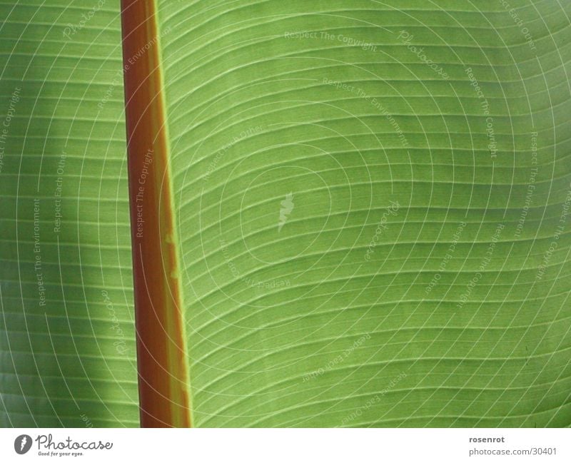 banana leaf Green Leaf Banana leaves Line Structures and shapes