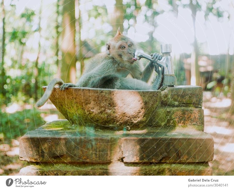 Monkey in the Bali Monkey Forest Environment Nature Plant Animal Wild animal Monkeys 1 Swimming & Bathing Fantastic Brash Friendliness Happiness Healthy Happy