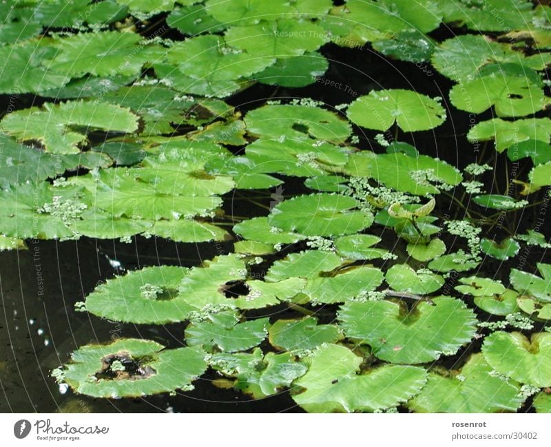 water lilies Leaf Green Water lily Detail