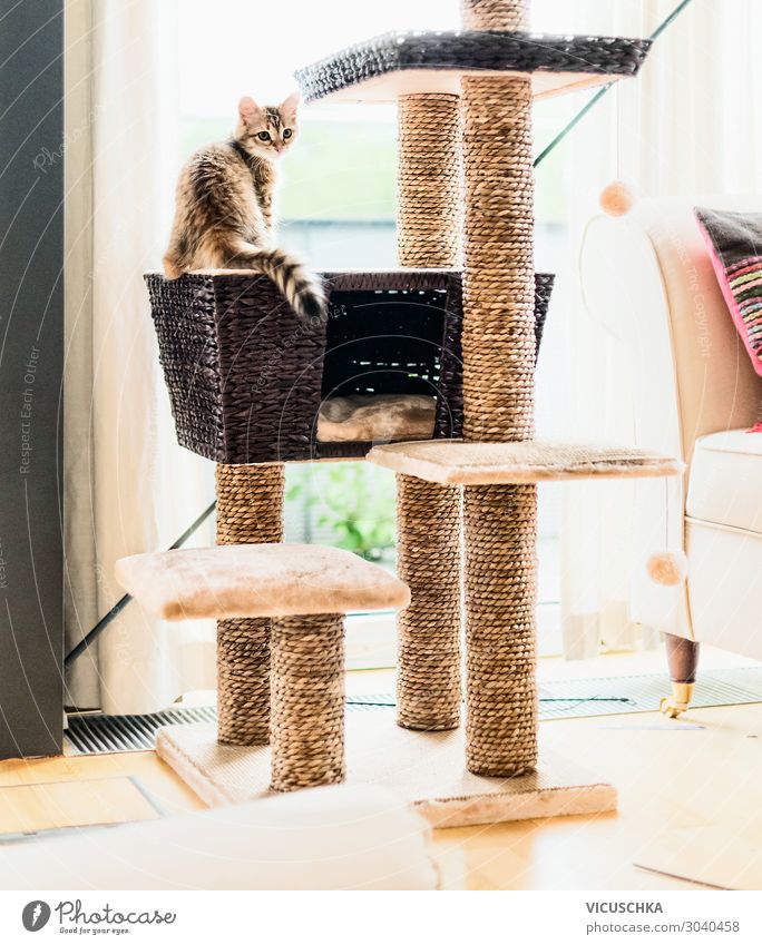 Funny kitten plays on cat tree in the living room Lifestyle Joy Flat (apartment) Living room Animal Pet Cat 1 Design Kitten Effortless Window Colour photo