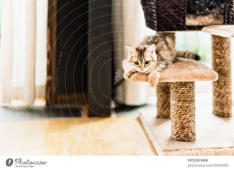 Funny kitten playing on cat tree in living room. Siberian purebred cat funny siberian playful pedigree window game young rope pole cute kitty domestic furniture