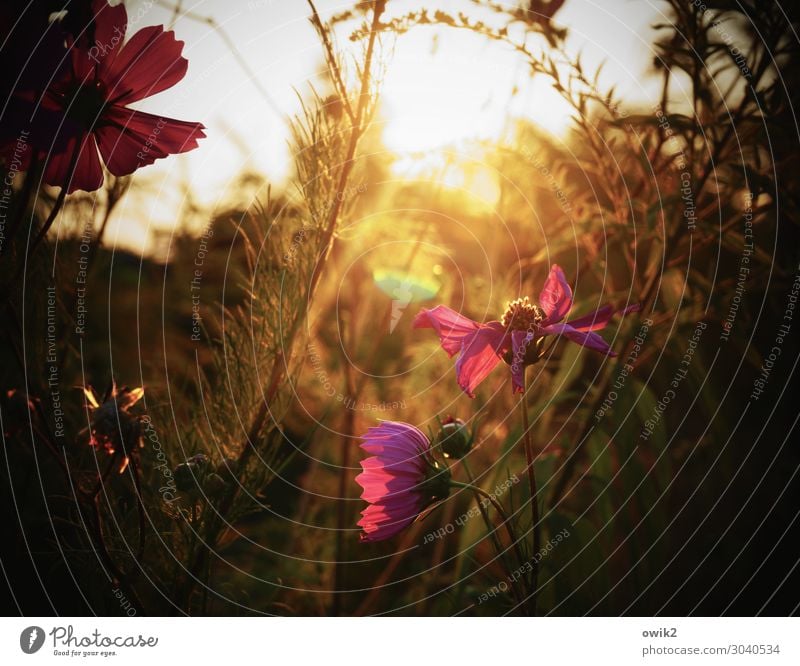 jewelry basket Environment Nature Landscape Plant Summer Beautiful weather Flower Leaf Blossom Wild plant Cosmos Garden Meadow Blossoming Glittering Illuminate