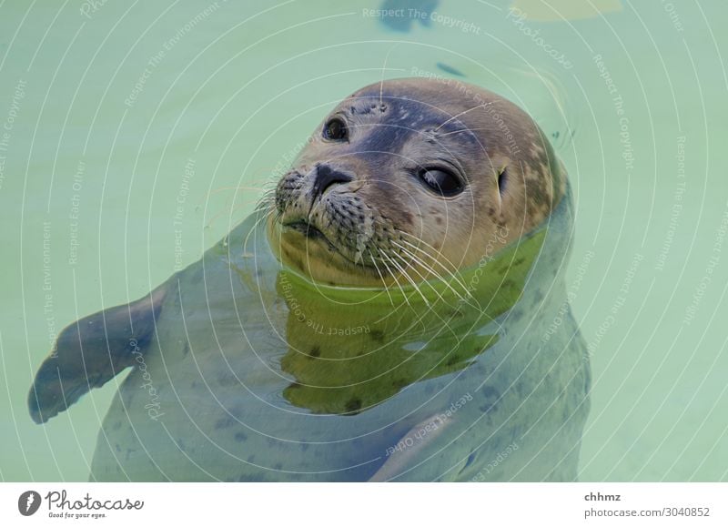 floating state Ocean Animal Wild animal Animal face Seals Seal cub 1 Looking Green Serene Patient Calm Nature Water Swimming pool Hover Skeptical Colour photo