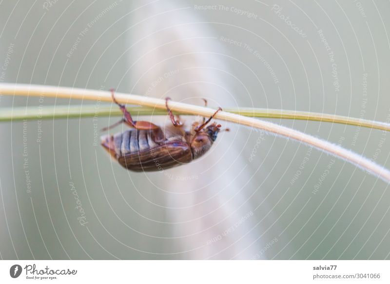 June beetle Sports Climbing Mountaineering Environment Nature Summer Plant Blade of grass Ear of corn Stalk Field Animal Beetle Insect 1 Crawl Lanes & trails