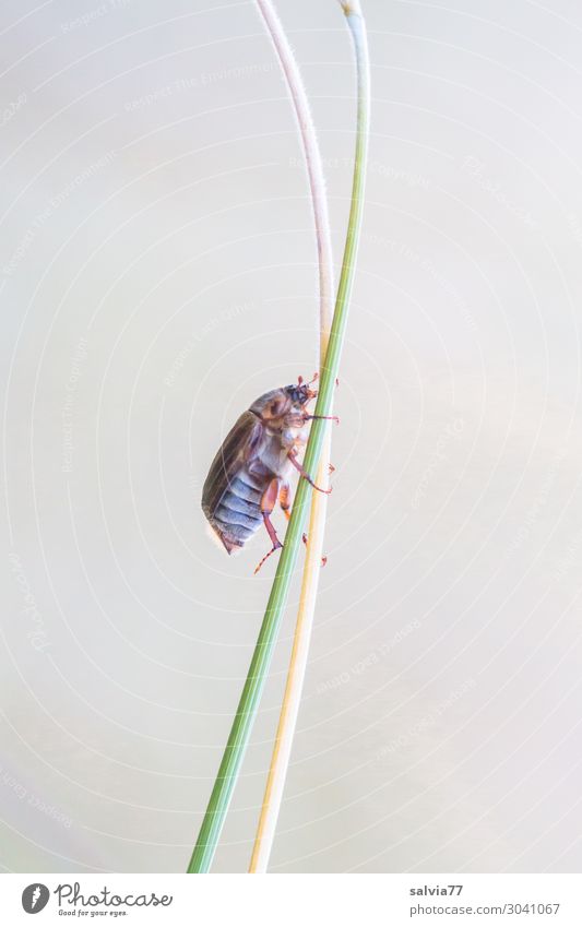 safely to the top Environment Nature Plant Grass Leaf Blade of grass Stalk Meadow Animal Beetle June beetle 1 Crawl Lanes & trails Target Safety Upward Dual