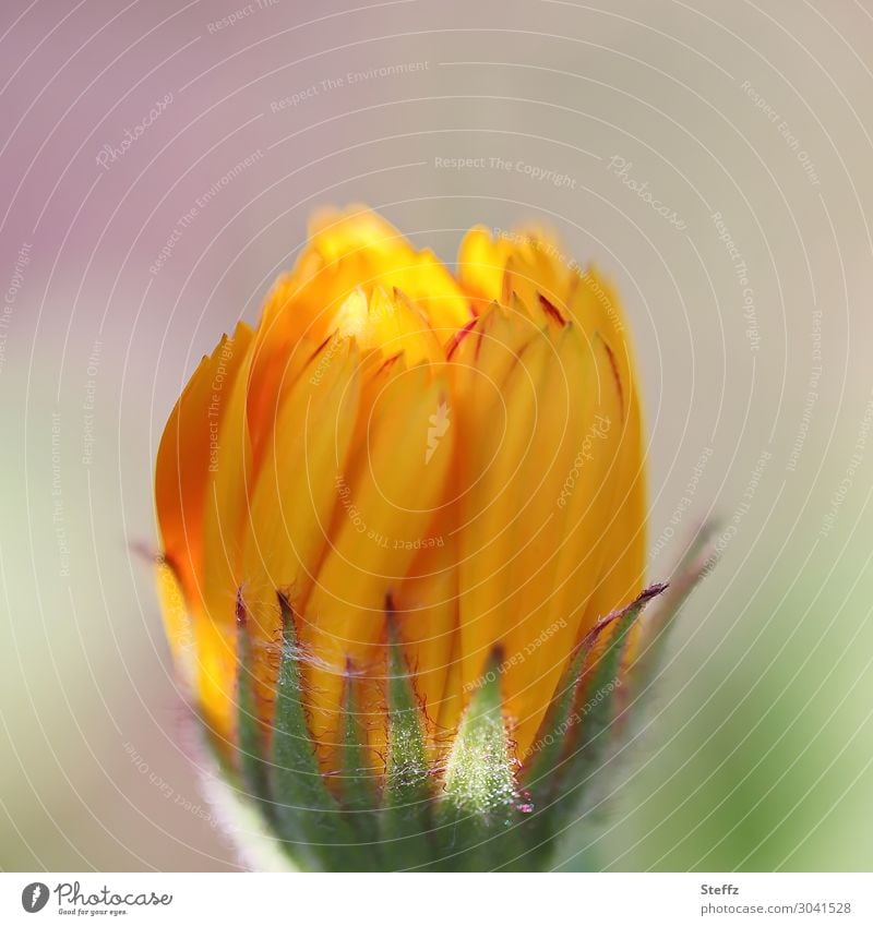 Marigold before flowering flower bud calendula calendula officinalis Plantlet Flower Blossom Balcony plant balcony flower Flare come into bloom blossom