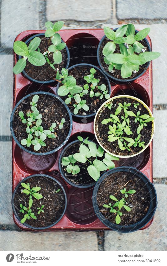 urban gardening tomatoes and herbs to raise Food Vegetable Lettuce Salad Herbs and spices Nutrition Eating Picnic Organic produce Vegetarian diet Diet Fasting