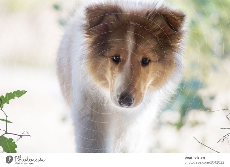 Look at this Pet Dog 1 Animal Looking Curiosity Interest Collie Colour photo Exterior shot Day Portrait photograph Looking into the camera