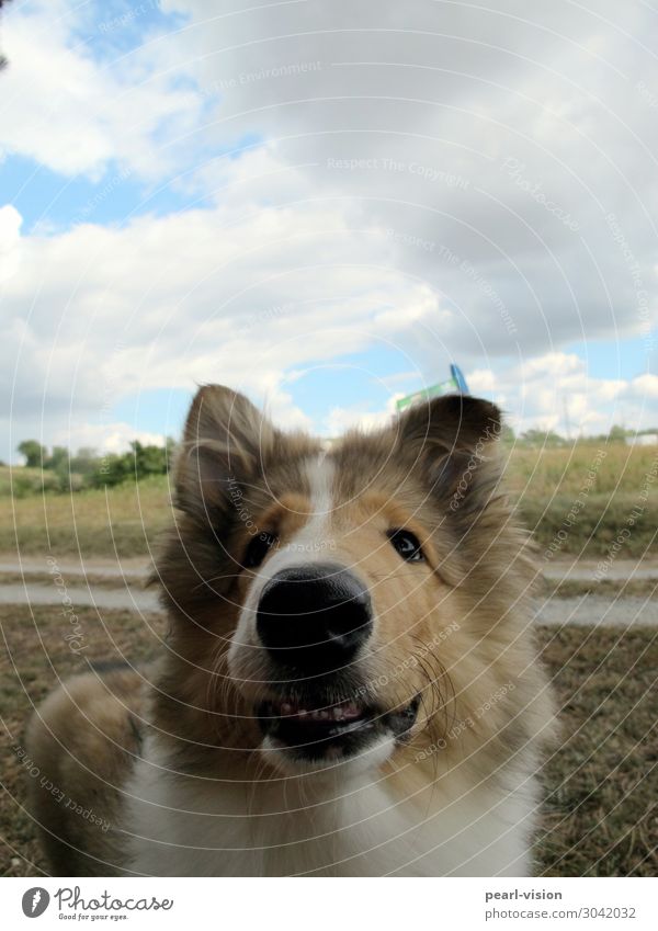 long nose Pet Dog Animal face 1 Looking Friendliness Happiness Cuddly Curiosity Collie Colour photo Exterior shot Copy Space top Shadow Animal portrait