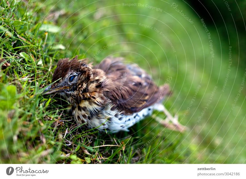 Illustration of a Dead Bird on the Grass, a Wildlife Crime Stock