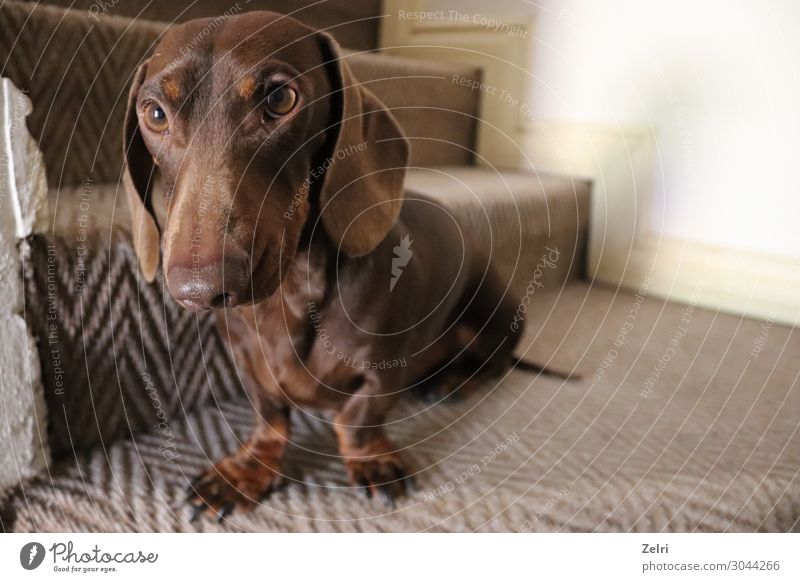 Chocolate dachshund Joy Animal Pet Dog 1 Happiness Acceptance Trust Safety Loyal Love Love of animals Loyalty Colour photo Interior shot Close-up Deserted