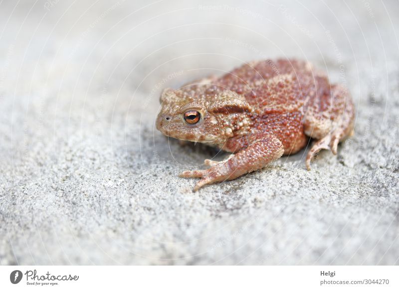 Close up of a young toad sitting on a stone Nature Animal Wild animal Painted frog 1 Stone Looking Sit Wait Uniqueness Small Natural Brown Gray Life