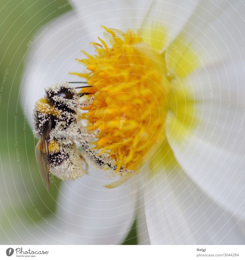 Close-up of a bumblebee covered with pollen on a white-yellow dahlia flower Environment Nature Plant Animal Summer Beautiful weather Flower Blossom Dahlia