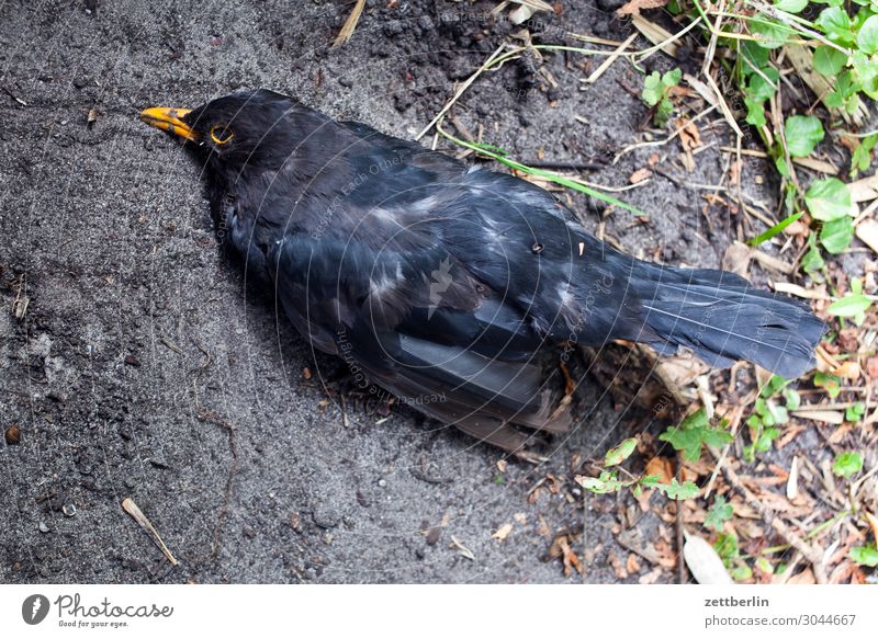 dead blackbird Blackbird Living thing Throstle Deserted Epidemic Bird Songbirds Death Copy Space usutu Virus bird epidemic bird virus Life End