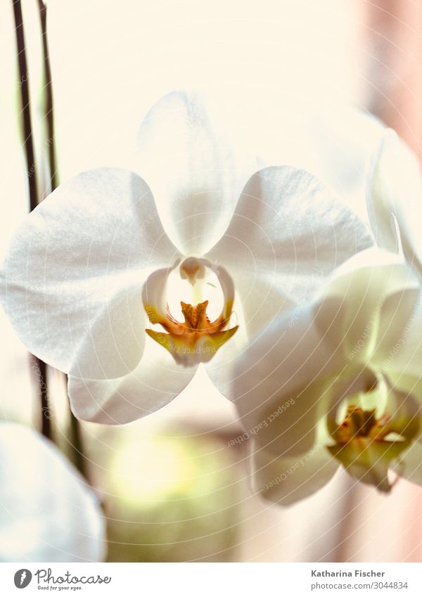 Orchid white Nature Plant Spring Summer Autumn Winter Flower Decoration Blossoming Beautiful Yellow Orange White Orchid blossom Colour photo Interior shot