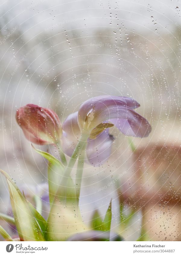 winter flowers Nature - a Royalty Free Stock Photo from Photocase