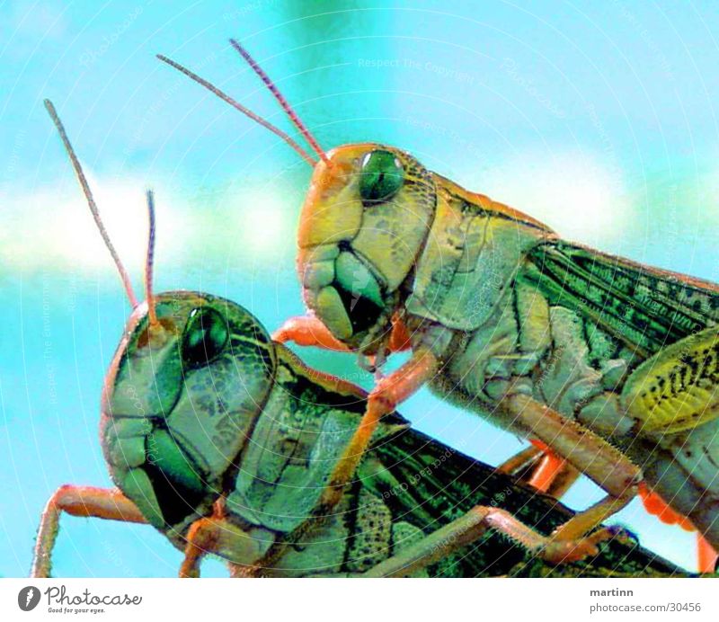 grasshoppers hoppers Animal Locust 2 Transport Macro (Extreme close-up) Colour Nature