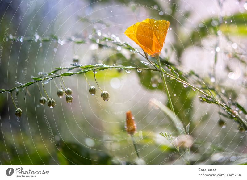 It's raining today Nature Plant Drops of water Summer Climate Bad weather Rain Flower Leaf Blossom Agricultural crop Wild plant Poppy blossom Flax linseed