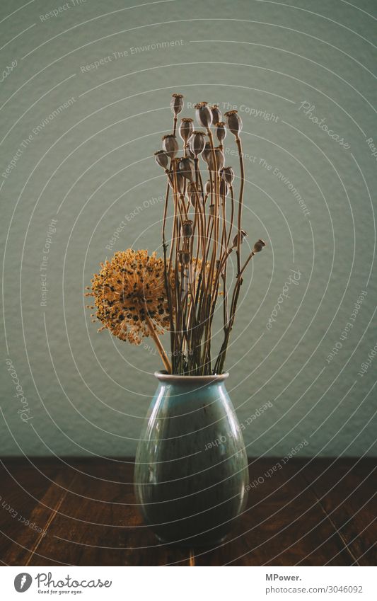 poppy in the vase Plant Old Poppy capsule Vase Table Still Life Dry Dried flower Colour photo Interior shot Deserted Contrast