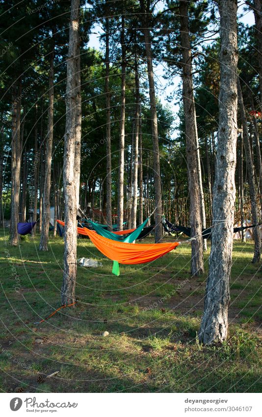 Hammocks on trees in the forest. Sunshine morning in the forest. Lifestyle Relaxation Vacation & Travel Tourism Camping Summer Nature Tree Forest Green sunshine