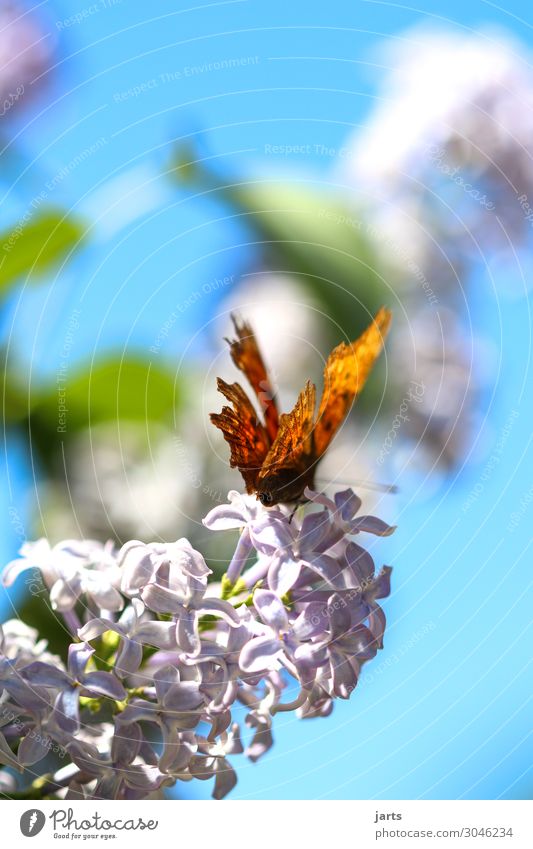 Beauty & Beauty Plant Animal Spring Summer Beautiful weather Blossom Garden Park Wild animal Butterfly 1 Sit Esthetic Small Natural Serene Calm Nature Lilac