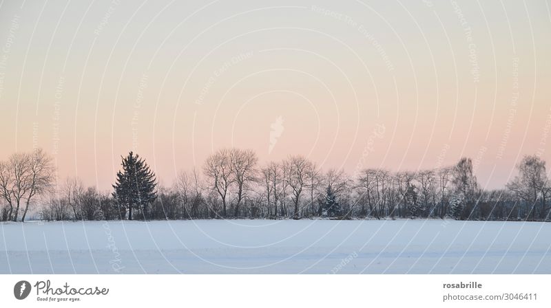 Evening mood in the snow | nebulous Calm Winter Snow Christmas & Advent Nature Landscape Sky Fog Tree Bushes Field Forest Dream Cold Yellow Orange White Moody