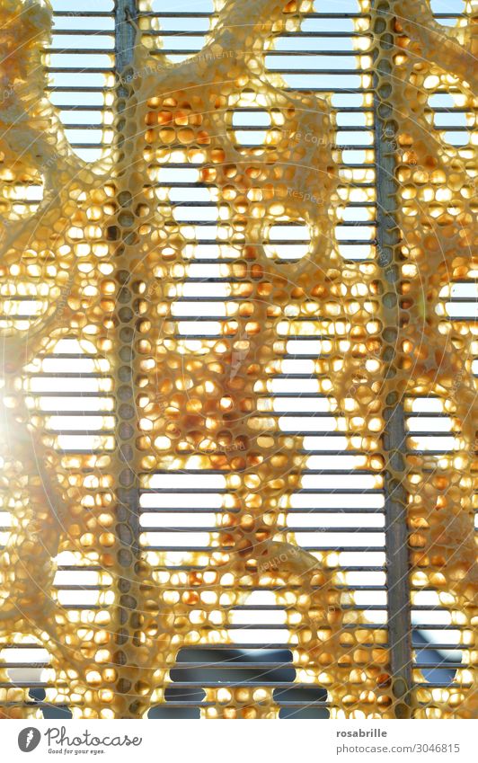 it smells like... | beeswax - honeycomb on grids against the light Honeycomb Gold golden Yellow Golden yellow Work of art Build built even Regular Hexagon