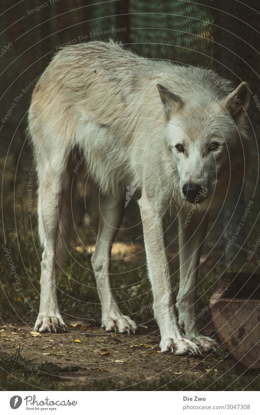 wolf Animal Earth Wild animal Wolf 1 Aggression Natural Emotions Love of animals Calm Pride Interest Observe Colour photo Subdued colour Exterior shot Deserted
