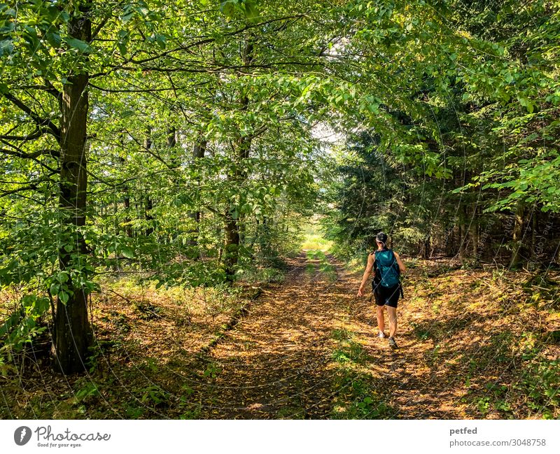 forest lights Fitness Hiking Woman Adults 1 Human being Summer Tree Forest Relaxation Going Walking Illuminate Fresh Wild Brown Green Orange Moody Serene Calm