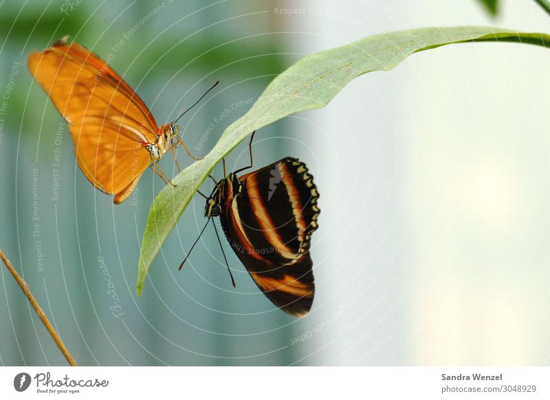 Butterflies II Environment Nature Plant Animal Summer Climate Climate change Exotic Virgin forest Alps Butterfly Zoo 2 Hang Crouch Orange Black Colour photo