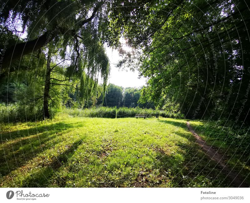 Beautiful corners... Environment Nature Landscape Plant Elements Earth Sky Summer Tree Grass Foliage plant Wild plant Garden Park Meadow Forest Bright Natural