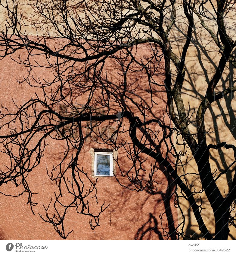 colonel's room Plant Tree Branch Downtown Berlin Capital city Populated House (Residential Structure) Wall (barrier) Wall (building) Window Tall Small Above