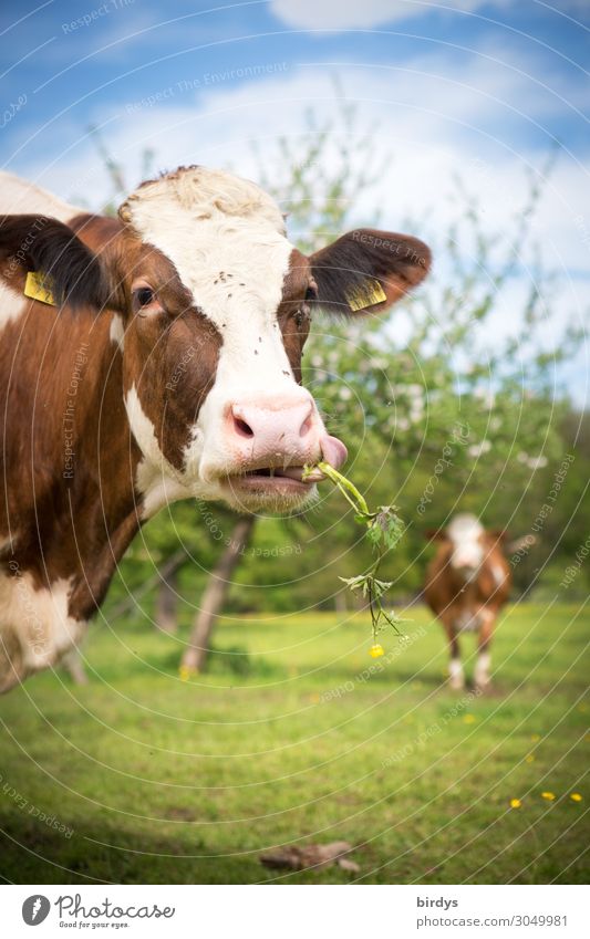 a milk cow in the pasture looks into the camera and eats a flower. organic pasture. in the background another cow. shallow depth of field. nice weather