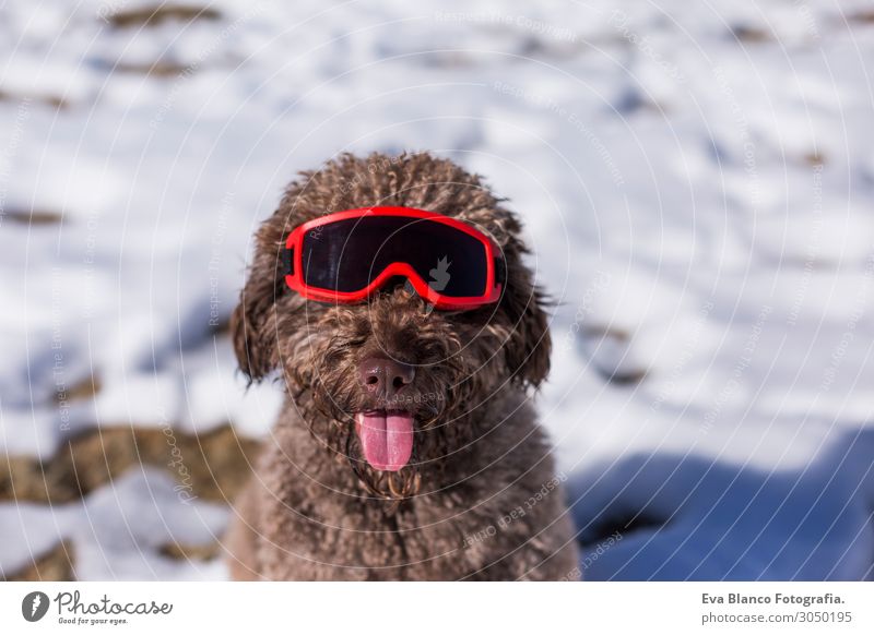 funny spanish water dog wearing ski goggles in the snow Lifestyle Happy Relaxation Leisure and hobbies Vacation & Travel Winter Snow Mountain Christmas & Advent