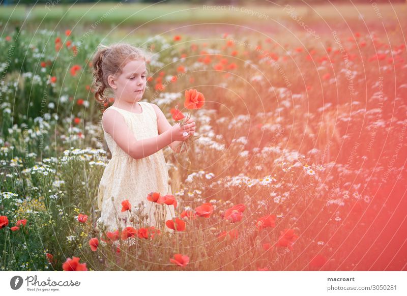 Child holds poppy flower Poppy field Field Poppy blossom Flower Blossom Red To hold on Girl Woman Feminine Plant Animal Summer Life Multicoloured Enchanting