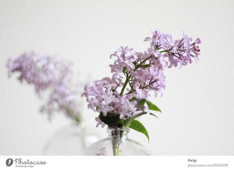 it smells like... | Lilac. lilac lilac blossom Plant Nature Colour photo Close-up Blossom Violet Deserted Blossoming Garden Detail purple Green Vase glass vase