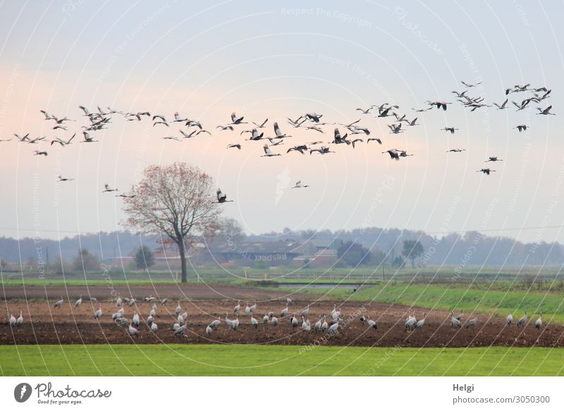 Landscape with many cranes in the field and in the air Environment Nature Plant Animal Sky Autumn Tree Grass Wild plant Field Bird Crane Flock Flying To feed
