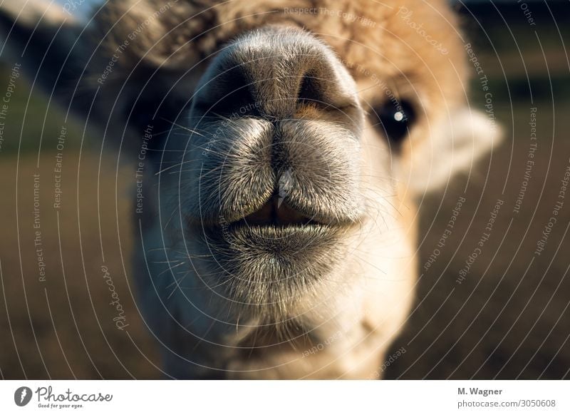 Always be curious Animal Farm animal Animal face 1 Curiosity Cute Gold Happy Happiness Contentment Cool (slang) Love of animals Alpaca Colour photo
