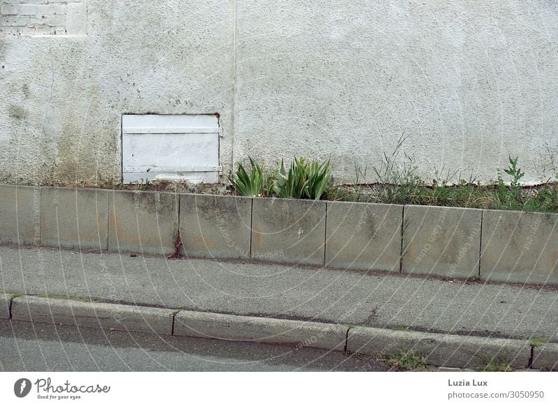 roadside Small Town Deserted Wall (barrier) Wall (building) Street Old Dark Gloomy Gray Green White Sadness Grass Light green Plaster Subdued colour