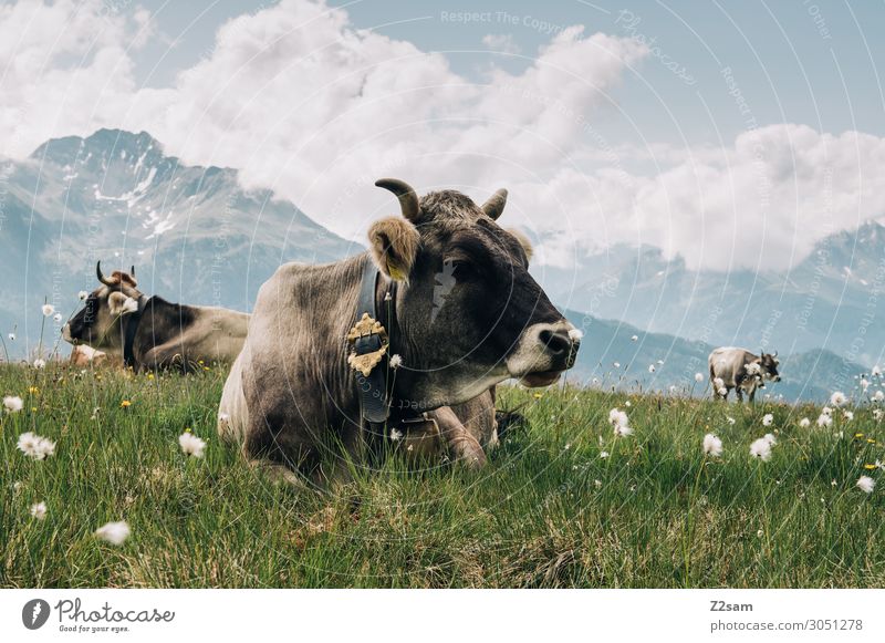 Cows on the mountain pasture at the summit Nature Landscape Clouds Summer Beautiful weather Flower Meadow Alps Mountain Peak Farm animal Relaxation Lie
