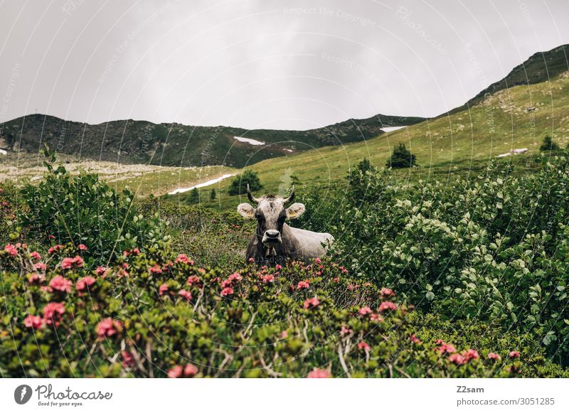 Cow in the Austrian Alps Nature Landscape Summer Bad weather Flower Bushes Mountain Peak Farm animal Observe Relaxation Lie Threat Dark Green Serene Calm