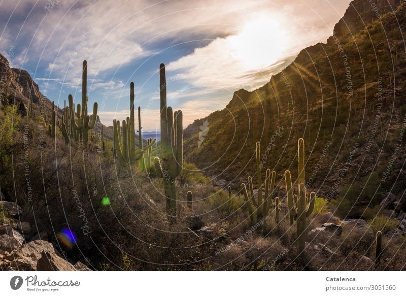 Cacti in the evening sun, mountainous landscape Hiking Nature Plant Sky Clouds Sunrise Sunset Sunlight Winter Beautiful weather Bushes Cactus Saguaro cactus