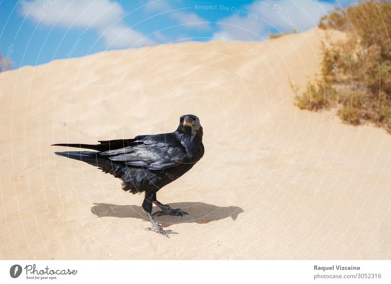 Black crow in sand dunes. Animal Sand Sky Summer Bird cuervo 1 Observe Flying Illuminate Loneliness Crow Raven desert wildlife passerine birds Feather peak
