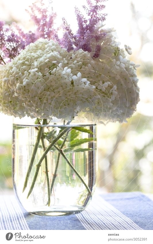 light hydrangea in vase with water on blue tablecloth Flower vase Vase Hydrangea blossom Flat (apartment) Decoration Bouquet Tablecloth Blossom Blossoming