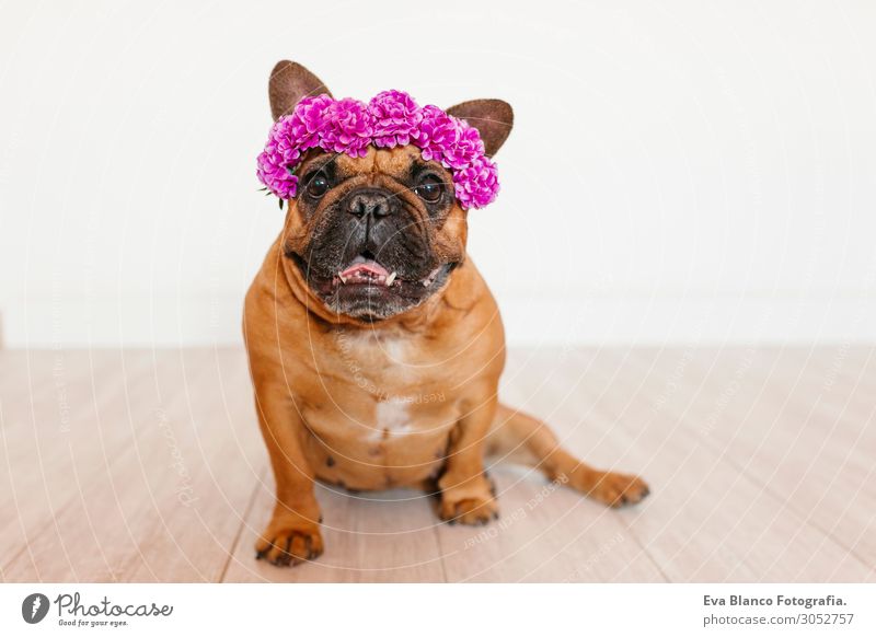 cute brown french bulldog at home with a wreath of flowers Lifestyle Style Happy Beautiful Relaxation Leisure and hobbies House (Residential Structure) Animal