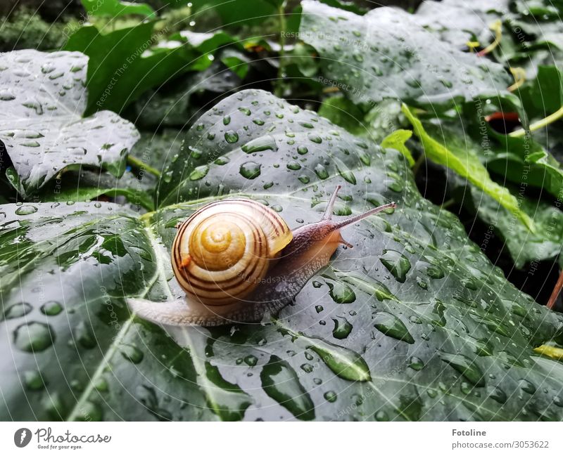at snail's pace Environment Nature Plant Animal Elements Water Drops of water Summer Rain Ivy Leaf Garden Snail 1 Free Small Wet Natural Brown Green Orange