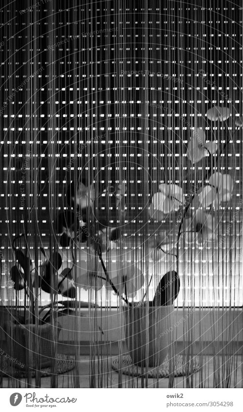 quarantine Window Artificial flowers Flowerpot Flower vase Venetian blinds Window board Curtain Drape Glass Plastic Dark Patient Calm Sadness Concern Grief Pain